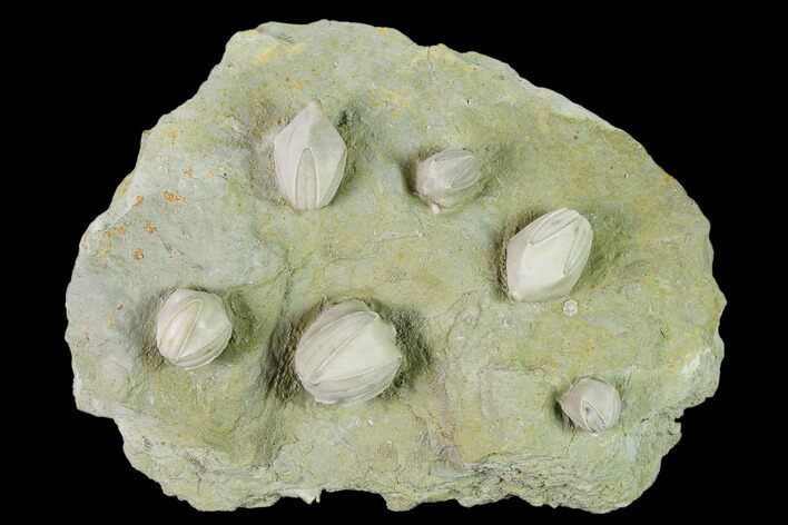 Multiple Blastoid (Pentremites) Plate - Illinois #135620